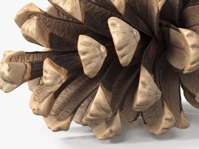 Opened Pine Cone Brown 3D model
