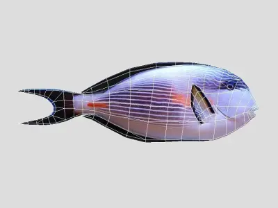 Sohal Surgeonfish Low-poly 3D model
