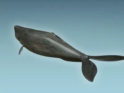 Sperm Whale 3D model
