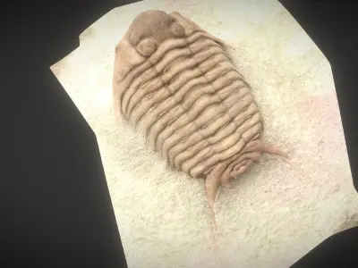 CYRTOMETOPUS CLAVIFRONS FOSSIL TRILOBYTE 3D model