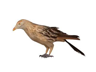 Guira Cuckoos Bird Low-poly 3D model