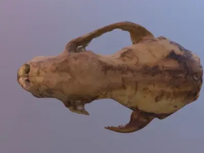 Badger Skull Scan 3D model