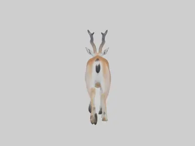 Grants gazelle Low-poly 3D model