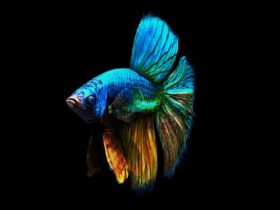 betta splendens 3d model 3D model