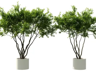Indoor Plants Free 3D model purchase