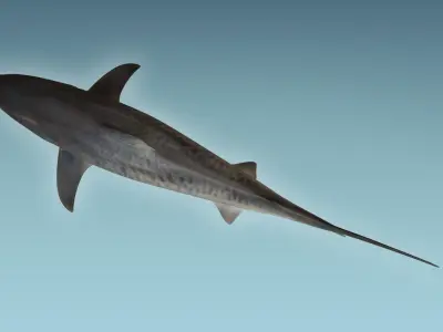Tiger Shark 3D model
