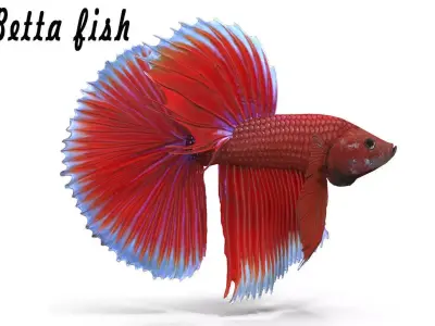 Betta Fish Low-poly 3D model
