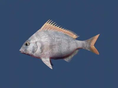 longspine porgy fish Low-poly 3D model