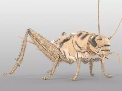 Cricket Insect Low-poly 3D model