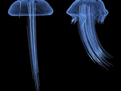 Jellyfish two 3D model