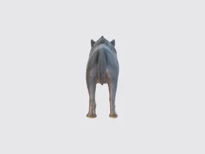 A gray wolf standing 3D model