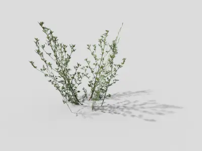 Grass juniper Low-poly 3D model
