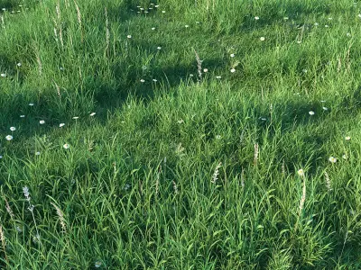 Grass set 3D model