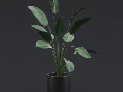 Bird Of Paradise I 3D model