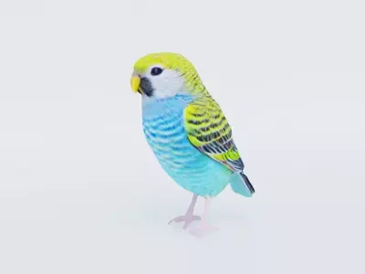 Budgerigar Free 3D model
