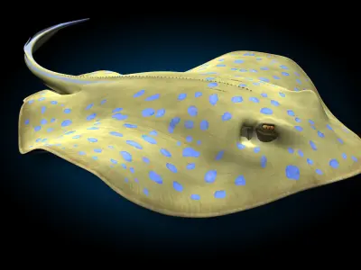 Blue-spotted Stingray 3D model