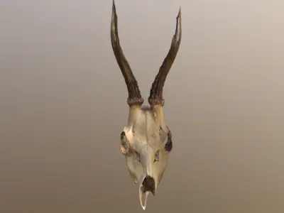 Roe Deer Skull Scan 3D model