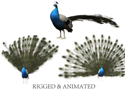 aniamted peacock peafowl 3D model