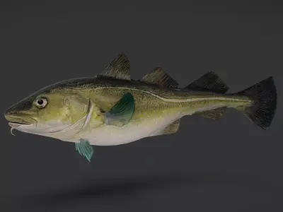 Realistic Atlantic Cod Animated 3D model