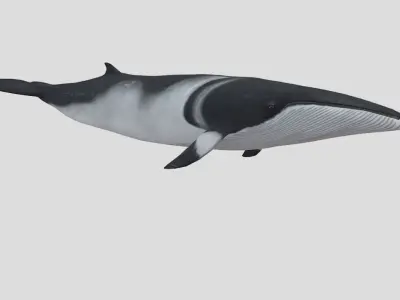 Minke Whale Low-poly 3D model