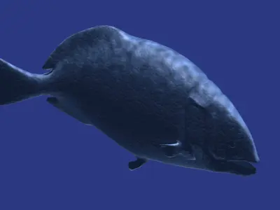 Dapedium puffer fish 3D model