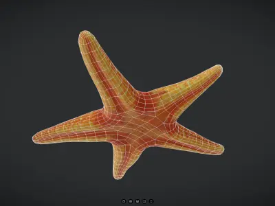 Starfish Low-poly 3D model