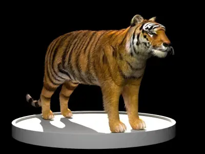 Tiger 3D Model Low-poly 3D model