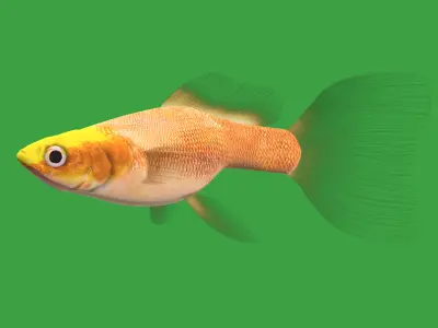 Guppy Fish Low-poly 3D model