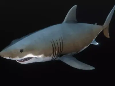 Jaws White Shark Low-poly 3D model