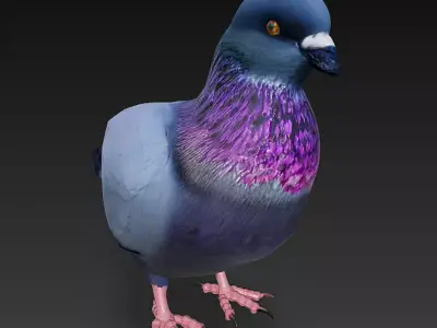 Pigeon 3D Model Basic - Low Poly Simple Low-poly 3D model