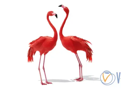 Flamingo two flamingos 3D model