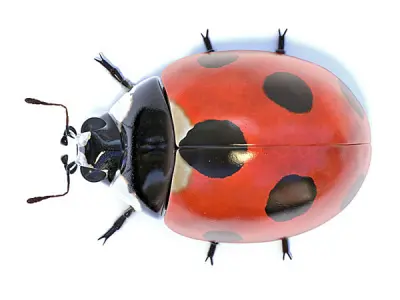 Accurate ladybug 3D model