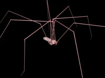 Spider Pholcus Phalangioides Rigged 3D model