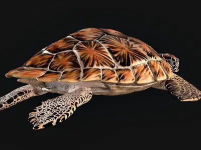Hawksbill Sea Turtle 3D model