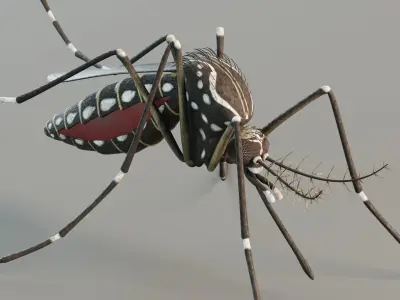 Mosquito aedes aegypti 3D model