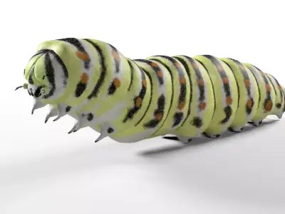Caterpillar Insect Low-poly 3D model