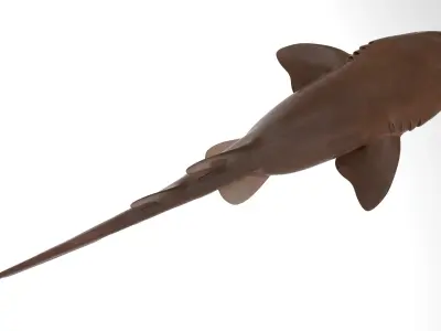 Nurse Shark 3D model