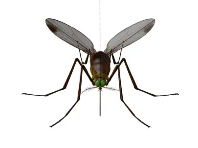 Realistic Mosquito 3D model