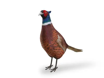 Pheasant 3D model