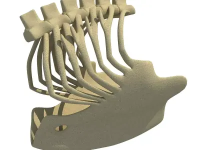 Eagle Ribcage Skeleton 3D model