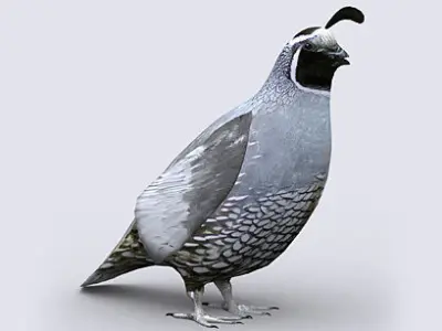 3DRT - Quail Low-poly 3D model