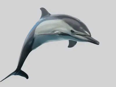 Delphinus Dolphi Animated 3D model