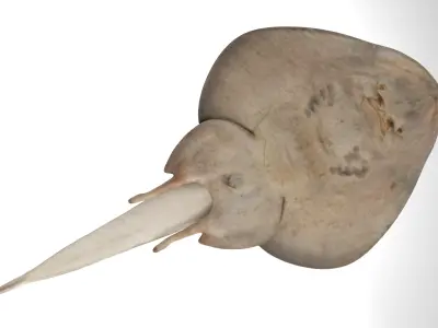 Yellow Spotted Fanray 3D model