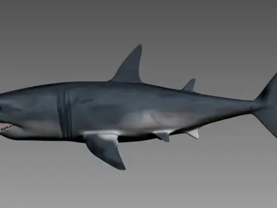 shark 3D model