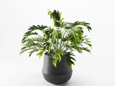 Indoor Decorative Plants in Pot Set - 01 3D model