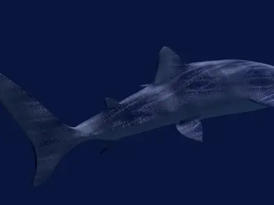 Whale Shark Rhincodon 3D model