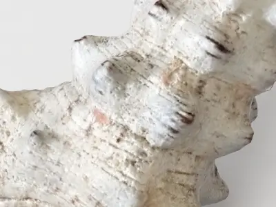 Seashell conch shell 3D model