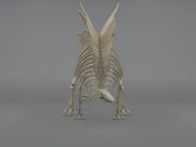 Stegosaurus Skeleton 3D model