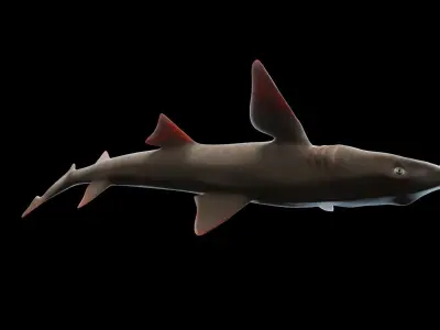 Smoothhound Shark Low-poly 3D model