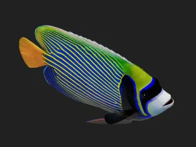 Angelfish Low-poly 3D model
